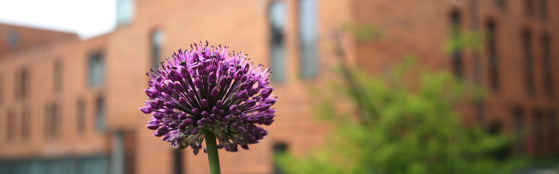 Blume vor Gästewohnung