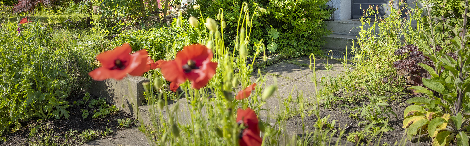 EBV_Bestand_FotoJQ_047_WEB Gartenaufnahme mit blühendem Mohn